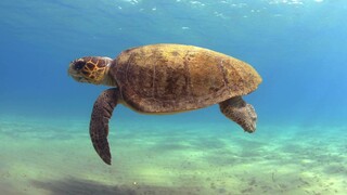 Παγκόσμιο ρεκόρ για θαλάσσια χελώνα στη Ζάκυνθο