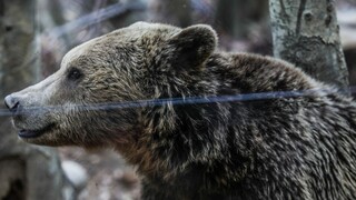 Δίκορφο Ιωαννίνων: Αρκούδα ψάχνει τροφή σε κάδους σκουπιδιών