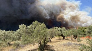 Αρτοποιός στο CNN Greece: Δύσκολο να ελεγχθεί η φωτιά στον Ασπρόπυργο - Εκκενώνεται και η Φυλή