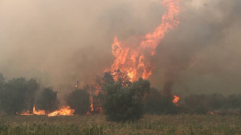 Φωτιά στην Αλεξανδρούπολη: Πληροφορίες για ακόμα οκτώ νεκρούς στο δάσος της  Δαδιάς - CNN.gr