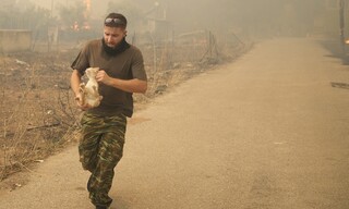 Φωτιά στην Πάρνηθα: Καρέ - καρέ η διάσωση ζώων