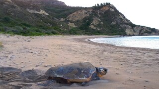 ΑΡΧΕΛΩΝ: Από το 1986 προστατεύουμε τη χελώνα Γαία με το παγκόσμιο ρεκόρ αναπαραγωγής