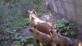 Τα υπόγεια περάσματα άγριων ζώων στην Εγνατία Οδό, αντικείμενο ευρωπαϊκής έρευνας