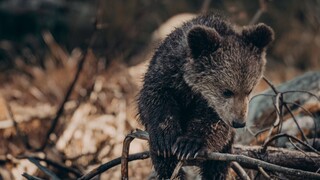 Αρκουδάκι παγιδεύτηκε σε πλαστικό δοχείο: Πώς σώθηκε την τελευταία στιγμή