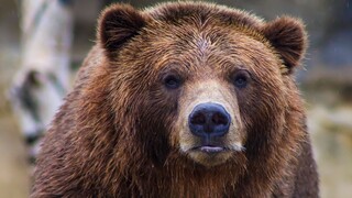Αρκούδα επιτέθηκε και τραυμάτισε 67χρονο άνδρα στην Άρτα