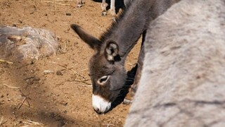 Κομισιόν: Νομοθετική ρύθμιση για την προστασία των ιπποειδών, μετά τα περιστατικά κακοποίησης