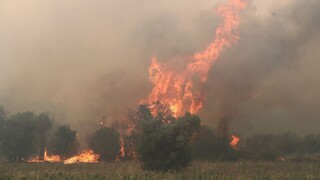 Φωτιά τώρα στη Μαγνησία - Εκκενώνεται οικισμός