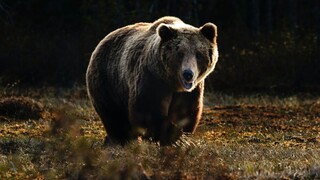 Κύμα οργής στην Ιταλία για το θάνατο από σφαίρες μητέρας αρκούδας