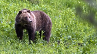 Ιταλία: Ήταν αυτοάμυνα λέει ο άνδρας που σκότωσε μητέρα αρκούδα