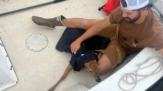 Ελάφι - ναυαγό έσωσαν βαρκάρηδες στη Μασαχουσέτη - Κολυμπούσε απεγνωσμένα για να μην πνιγεί