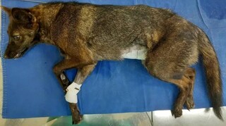 «Dogxim»: Εντοπίστηκε η πρώτη διασταύρωση σκύλου - αλεπούς στη Βραζιλία
