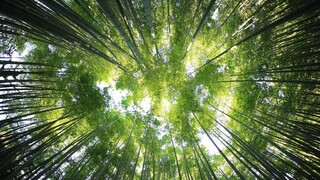 Πολύτιμα και αναντικατάστατα «αρχέγονα δάση» - Τι είναι και πώς θα τα προστατεύσουμε