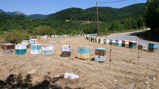 Xιλιάδες μελίσσια καταστράφηκαν στη Θεσσαλία - Οδηγίες προς τους μελισσοκόμους
