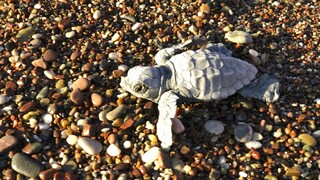 Εκατοντάδες χελωνάκια καρέτα-καρέτα στην Κύπρο - Αισιοδοξία για το προστατευόμενο είδος