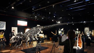 Παρίσι: Σε δημοπρασία ένας σχεδόν «τέλειος» σκελετός δεινοσαύρου