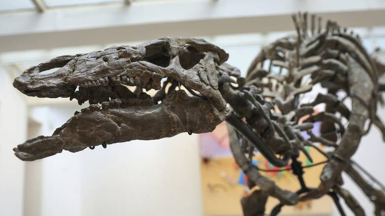 Γνωρίστε τον «Μπάρι»: Σπάνιος σκελετός του δεινόσαυρου βγαίνει στο σφυρί στο Παρίσι