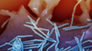 «Καμπανάκι» ECDC για τριπλή «απειλή» κορωνοϊού-γρίπης-RSV το φθινόπωρο