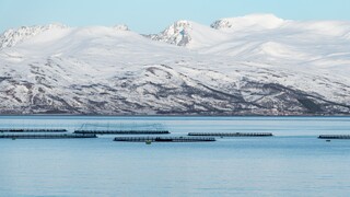 Ισλανδία: Χιλιάδες σολομοί ξέφυγαν από ιχθυοτροφείο - Κίνδυνοι για τον πληθυσμό του άγριου είδους