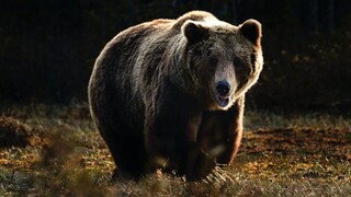Καναδάς: Αρκούδα επιτέθηκε και σκότωσε δύο περιπατητές στο πάρκο της Αλμπέρτα