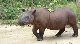 Γέννηση σπάνιου ρινόκερου προσφέρει ελπίδα για τα είδη προς εξαφάνιση
