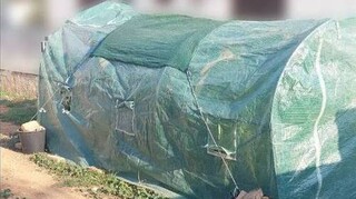 Αίγινα: Σύλληψη 40χρονου για ναρκωτικά - Διατηρούσε «θερμοκήπιο» κάνναβης στην αυλή του