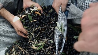 «Χρυσό» το ελαιόλαδο: Βάζουν... μικροτσίπ στις ελιές - Φόβοι για κύμα κλοπών