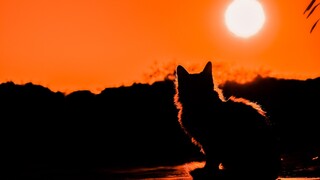 Αμπού Ντάμπι: Δεκάδες γάτες παρατημένες στην έρημο, χωρίς σκιά και νερό - Διεθνής κατακραυγή