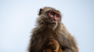 Μεταμοσχεύσεις: Ένα πίθηκος έζησε για δύο χρόνια με νεφρό χοίρου