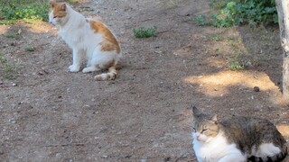 Κτηνωδία στη Πάτρα: Δώδεκα νεκρές γάτες από φόλα - Αναζητητείται ο δράστης