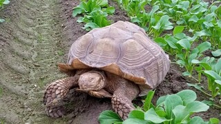 Ο Φρανκ το Τανκ, μια γιγάντια χελώνα, αναζητά σπίτι για τα επόμενα 100 χρόνια