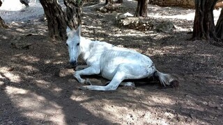 Οργή για την κακοποίηση αλόγου στη Μυτιλήνη: Βρέθηκε ημιθανές και υποσιτισμένο