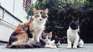 Κίνα: Οι αρχές έσωσαν 1.000 γάτες λίγο πριν τη θανάτωσή τους