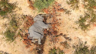 Λύθηκε το μυστήριο με το θάνατο των 350 ελεφάντων στη Ζιμπάμπουε