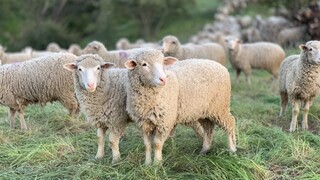 Μυτιλήνη: Κρούσματα ευλογιάς σε πρόβατα στο Σίγρι - Μέτρα έλαβαν οι αρχές