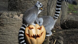 Halloween στους ζωολογικούς κήπους του πλανήτη!