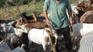 ΥΠΑΑΤ: Έως τις 8 Νοεμβρίου οι αιτήσεις για τις «Αυτόχθονες Φυλές» αγροτικών ζώων