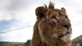 Ιταλία: Λήξη συναγερμού - Ακινητοποιήθηκε το λιοντάρι τσίρκου που κυκλοφορούσε ελεύθερο