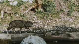 Εφιάλτης οι λύκοι για τους κατοίκους στα ορεινά της Φθιώτιδας και της Ευρυτανίας