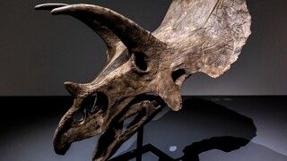 Γαλλία: Σε δημοπρασία το κρανίο ενός τρικεράτωπα που έζησε πριν από 68 εκατομμύρια χρόνια