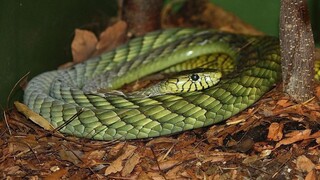 Ολλανδία: Δηλητηριώδες φίδι δύο μέτρων το έσκασε και κυκλοφορεί στην πόλη Τίλμπουργκ