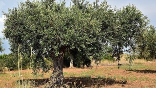Αιτωλοακαρνανία: Aγρότης βρήκε άγνωστους να μαζεύουν τις ελιές από το χωράφι του