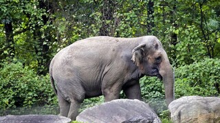Θλίψη για τον θάνατο της Μάλι - Ο μοναχικός ελέφαντας ζούσε 30 χρόνια σε ζωολογικό κήπο