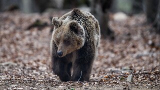 Κόνιτσα: Πυροβόλησαν και σκότωσαν αρκούδες στην εθνική οδό
