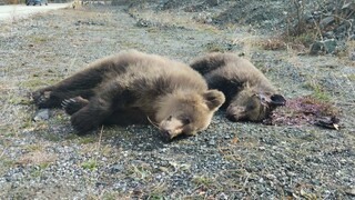 Κτηνωδία στην Καστοριά: Δολοφόνησαν αρκούδα και τα δύο της αρκουδάκια   