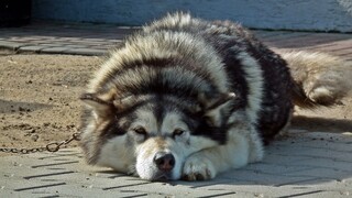 Παρέμβαση εισαγγελέα Αρείου Πάγου για τον άγριο βασανισμό σκύλου στην Αράχωβα