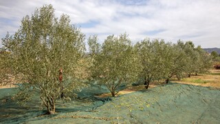 Μειωμένη κατά 50% η παραγωγή του ελαιολάδου στην Ελλάδα σε σχέση με πέρυσι - Τι ισχύει με τη νοθεία