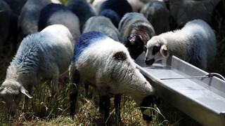 Κρούσματα καταρροϊκού πυρετού στη Ρόδο - Ανησυχούν οι κτηνοτρόφοι