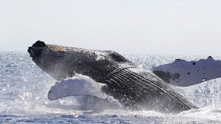 Αυστραλία: Σε απόσταση «αναπνοής» από φάλαινα βρέθηκαν λουόμενοι