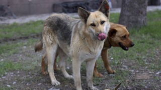 Θεσσαλονίκη: Περισσότερες από 50 δαγκωματιές είχε το σώμα της 50χρονης που σκότωσαν τα σκυλιά