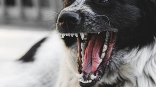 Εκπαιδευτής σκύλων στο CNN Greece: «Αν έχει εκπαιδευτεί για σωματοφύλακας, λειτουργεί σαν «όπλο»